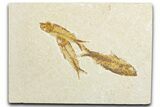 Limestone with Three Fossil Fish (Knightia) - Wyoming #345502-1